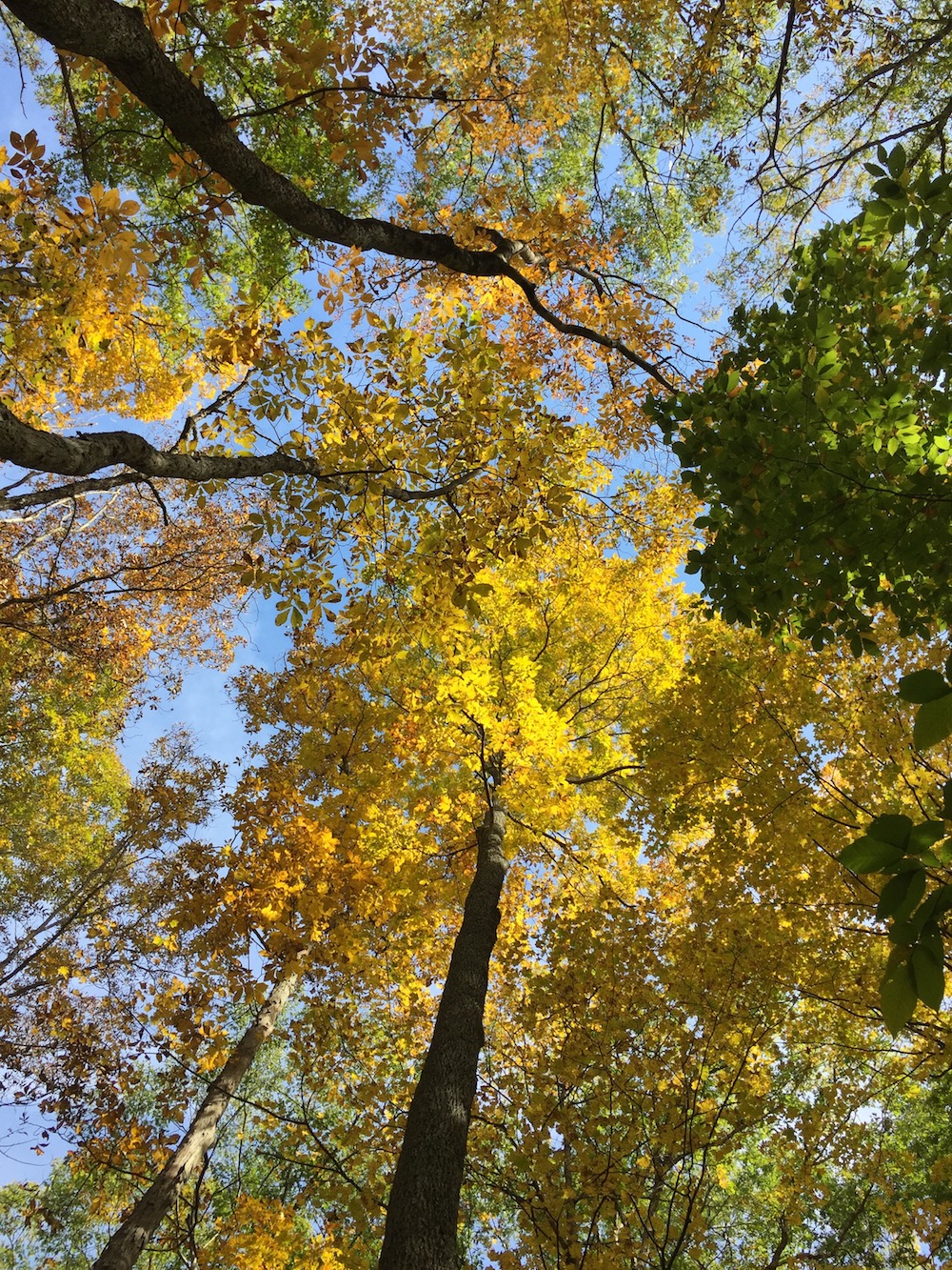 Image of a tree canopy in fall looking up in Storrs, Connecticut
