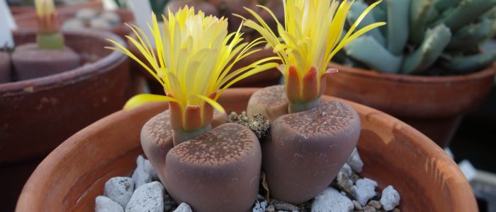 Lithops in flower in the EEB Greenhouses