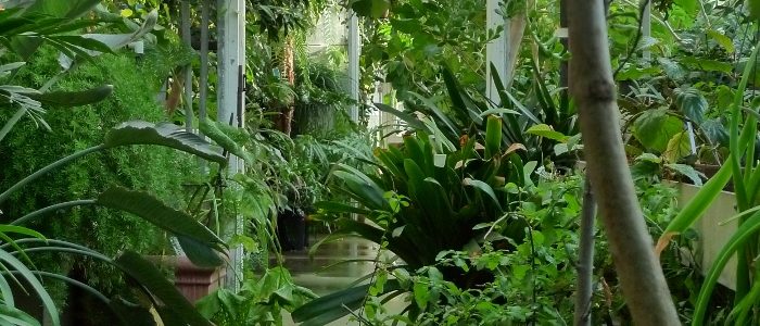 An image of inside the EEB Greenhouses