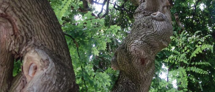 Image taken from underneath the Weeping Japanese Tree, near Fine Arts on the UConn campus