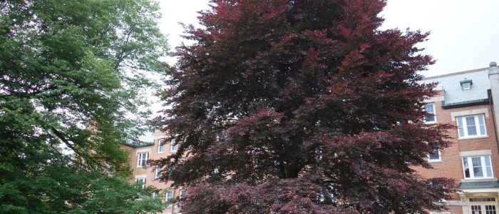 Image of a large, beautiful Copper Beech on the UConn Campus