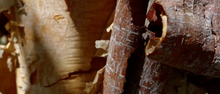 Bark of Acer griseum, paperbark maple