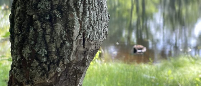 Mt. Hope Park beaver damaged tree near pond.