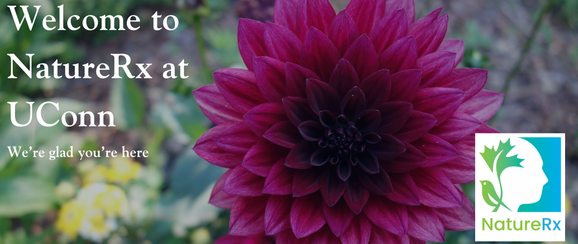 New Header for UConn NatureRx Homepage (1)